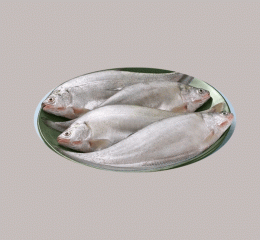 Foli fish (ফলি মাছ)