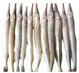 Kaikka fish (কাইক্কা মাছ)