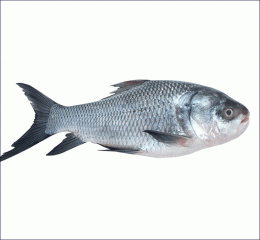 Katol Chasher Whole ( Cleaned )